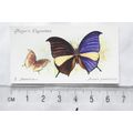 1932 John Player & Sons Butterflies No. 35 Sout...