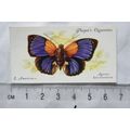 1932 John Player & Sons Butterflies No. 34 Sout...