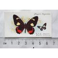1932 John Player & Sons Butterflies No. 32 Cent...