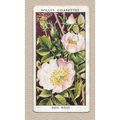 1936 WILLS Cigarette card WILD FLOWERS 1st seri...