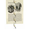 Alpine Storm & Waterfall, Book Illustration (Pr...