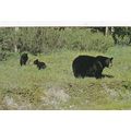 Mother Black Bear and Cubs Postcard 1970 posted...