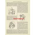 Caricatures Of King Georg (III) And His Wife, B...