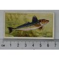 1935 Players Sea Fishes No. 39 Grey Gurnard