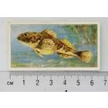 1935 Players Sea Fishes No. 40 Father-Lasher