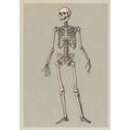 Adult Skeleton Front View Anterior Postcard