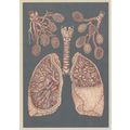Alveoli Lungs Bronchioles Blood Supply Morbid H...
