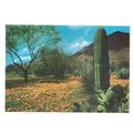 DESERT POPPIES vintage unused postcard. South w...
