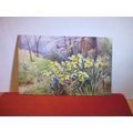 WOODLAND DAFFODILS unused antique postcard by R...