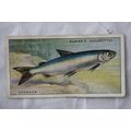 1933 Players Fresh-water Fishes, pink back No. ...