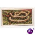 1958 Brooke Bond Tea Ltd. Tea card British Wild...