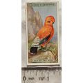 1924 Ogden's Foreign Birds No. 9 Cock-of-the-Rock