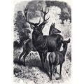 A FAMILY OF RED DEER 1894 Gustav Ludwig Heinric...
