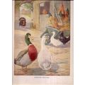 FARMYARD BEAUTIES illustration by A.E.Kennedy 3...