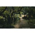 In The Landslip, IOW, 550 Ideal Postcard 1909
