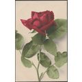 Blumen, Die Rose, 1918 - Martin Rommel AK