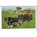 Animals YOUNG'S BREWERY DRAY HORSES Postcard by...