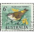 AUSTRALIA, BIRD, Yellow-Tailed Thornbill, green...
