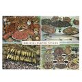 FOOD OF GALICIA , SPAIN used postcard 1985 post...