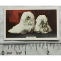 1938 Gallaher Dogs 2nd Series No. 8 Maltese