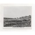 Red Deer roaming on Exmoor hills, South West En...