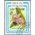 LAOS, FLOWER, Orchid, Cattleya percivaliana, bl...