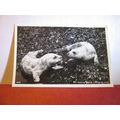 YOUNG SEALS, THE FARNE ISLANDS used postcard RP...
