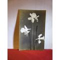 DAFFODILS unused antique postcard RP flowers =