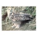 SNOWY OWL...unused postcard animals by J.Arthur...