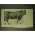 1887 Illustration of prize brown Schwytzer Bull
