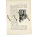Piping Crow, Animal Book Illustration (Print) ,...