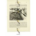 Roussette Bat, Book Illustration (Print), 1884
