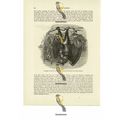 Collared Fruit Bat With Young, Book Illustratio...