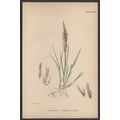 TWIN-SPIKED CORD-GRASS 1872 John Edward Sowerby...