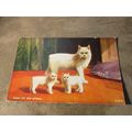 1950s Postcard - Manx Cat & Kittens - Isle of M...