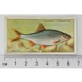 1933 Players Fresh-water Fishes, pink back No. ...