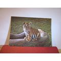 A TIGER CUB, TWYCROSS ZOO, LEICESTERSHIRE unuse...