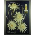 1949 Shulton Desert Flower Perfume Ad - Who fin...