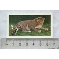1958 Horniman's Tea card Wild animals No. 31 Le...