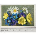 old Postcard Flower Chrysanthemum Leucanthemum