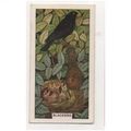 British Birds & their nests Sunlight soap tradi...