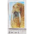 Brooke Bond Going Wild No. 40 Walrus, Wildlife ...