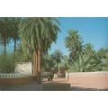 Oasis Of Ghandames LIbya African Postcard