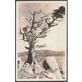 The Witch Tree, Carmel-by-the-Sea, California, ...