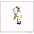 BLACK NIGHTSHADE, FROM FAMILIAR WILD FLOWERS, c...
