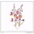 ROSEBAY, FROM FAMILIAR WILD FLOWERS, c1902, Boo...