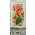 1912 Wills Roses No. 15 Amy Robsart