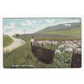 Sheep Farmer and Westbury White Horse Postcard ...