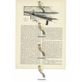 Suez Canal, Port Said, Egypt, Book Illustration...