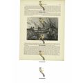 Bridge Of Surco, Peru, Book Illustration (Print...